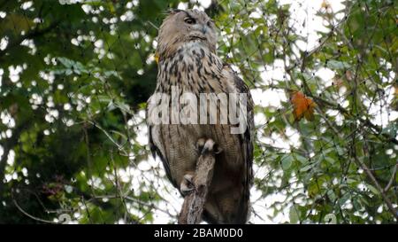 Adler-Eule aus Froschperspektive Stockfoto