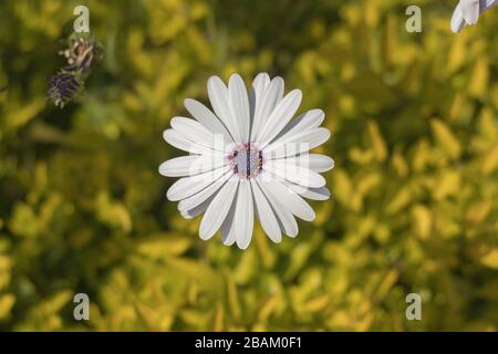 Schöne osteospermum fruticosum Blume im Garten Frühlingssaison Stockfoto