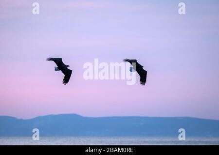Zwei Weißwedeladler im Flug, Adler, der mit Wolken in Hokkaido, Japan, gegen den bunten Himmel fliegt, Silhouette des Adlers bei Sonnenaufgang, majestätisches Meer eagl Stockfoto