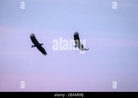 Zwei Weißwedeladler im Flug, Adler, der mit Wolken in Hokkaido, Japan, gegen den bunten Himmel fliegt, Silhouette des Adlers bei Sonnenaufgang, majestätisches Meer eagl Stockfoto