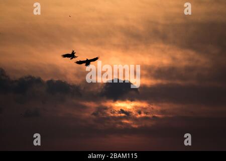 Zwei Adler, die im Flug kämpfen, Adler, die in Hokkaido, Japan, mit Wolken gegen den bunten Himmel fliegen, Silhouette des Adlers bei Sonnenaufgang, majestätischer Seeadler, Stockfoto