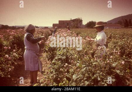 Chanel No5 Rose Farms and Parfümery in Grasse France 1990 Stockfoto