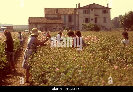 Chanel No5 Rose Farms and Parfümery in Grasse France 1990 Stockfoto