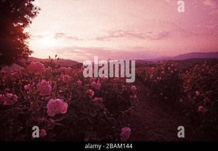 Chanel No5 Rose Farms and Parfümery in Grasse France 1990 Stockfoto