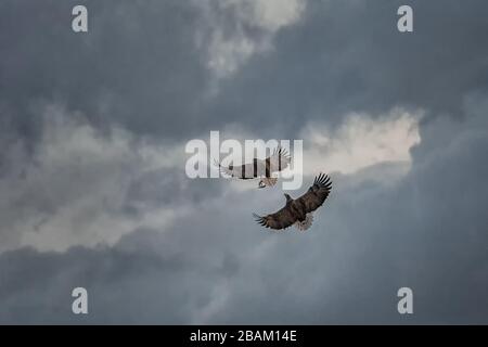 Zwei Adler, die im Flug kämpfen, Adler, die in Hokkaido, Japan, mit Wolken gegen den bunten Himmel fliegen, Silhouette des Adlers bei Sonnenaufgang, majestätischer Seeadler, Stockfoto