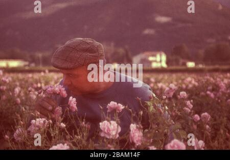 Chanel No5 Rose Farms and Parfümery in Grasse France 1990 Stockfoto