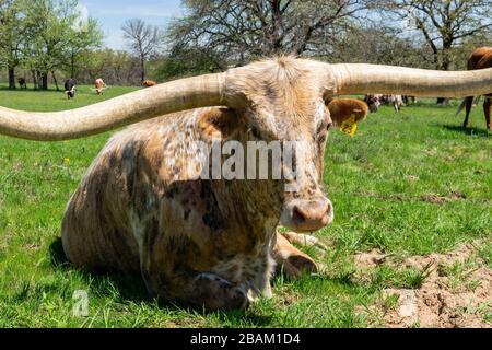 Ein großes Longhorn mit einem melierten Muster aus weißen, braunen und braunen Flecken und sehr langen, gebogenen Hörnern, die im Gras einer Ranch-Weide mit anderen ruhen Stockfoto