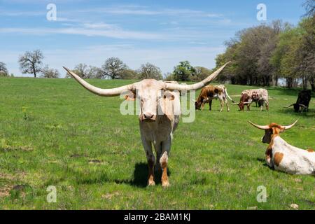 Eine große, weiße und braune Longhorn-Kuh, die auf einer Weide steht und geradeaus starrt, während andere Tiere in ihrer Herde sich entspannen oder auf dem grünen Gras grasen Stockfoto