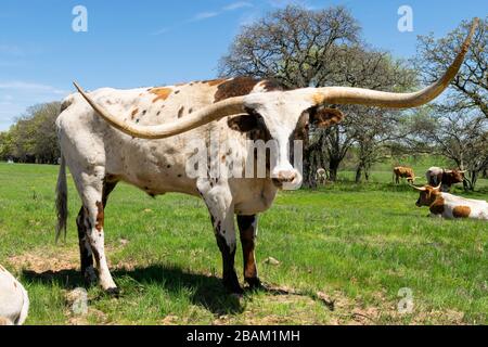 Ein großer, einschüchternder weißer Longhorn-Stier mit braunen Flecken und sehr langen, gebogenen Hörnern, die auf einer Ranch-Weide mit anderen Rindern und Bäumen im stehen Stockfoto