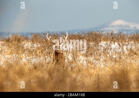 Sika-Rehe (Cervus nippon yesoensis) auf verschneiten Landschaften, von Schnee bedeckte Berge im Hintergrund, Tier mit Geweih im Naturlebensraum, Winter sce Stockfoto