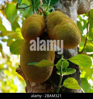 In einem tropischen Obstgarten in indien hängende, in Bäumen gehängte Jack-Früchte Stockfoto