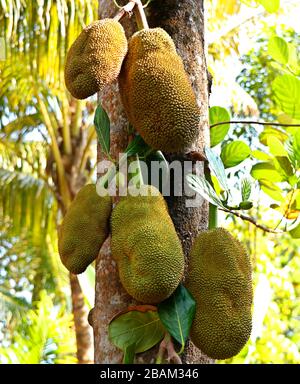 In einem tropischen Obstgarten in indien hängende, in Bäumen gehängte Jack-Früchte Stockfoto