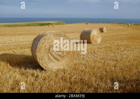 Runde runde Heuballen, die in der Sonne trocknen, auf einem Feld neben dem Meer Stockfoto