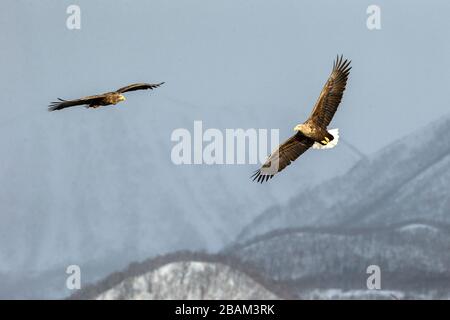 Zwei Weißwedeladler fliegen vor der Winterberglandschaft in Hokkaido, Vogelsilhouette. Schöne Naturlandschaft im Winter. Mit Berg bedeckt Stockfoto