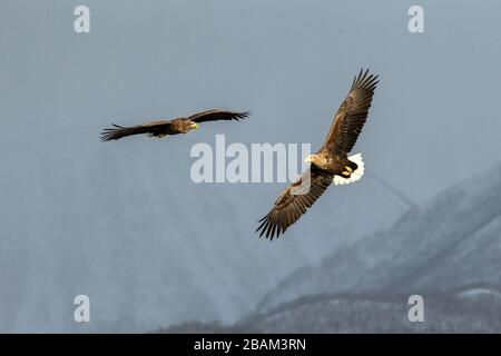 Zwei Weißwedeladler fliegen vor der Winterberglandschaft in Hokkaido, Vogelsilhouette. Schöne Naturlandschaft im Winter. Mit Berg bedeckt Stockfoto