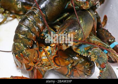 Der kanadische Maine Hummer in Nahaufnahme Stockfoto