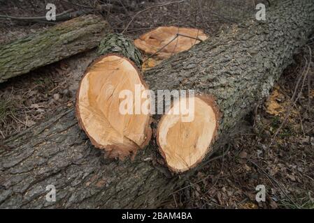 Schneiden Sie die Eiche in Wald Stockfoto