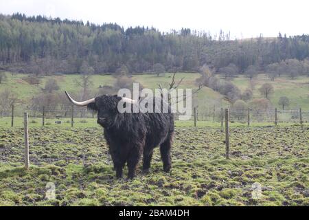 Longhorn-Rind, das auf den Feldern lebt Stockfoto