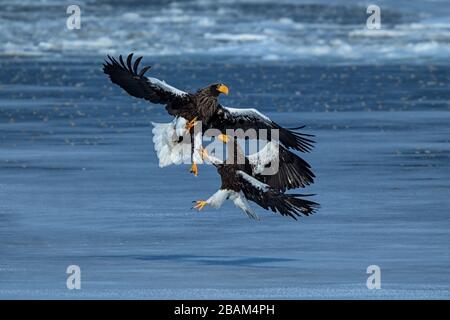 Zwei Steller Seeadler, die über Fisch kämpfen, Hokkaido, Japan, majestätische Meerespapiere mit großen Krallen und Schnäbeln, Wildtierszene aus der Natur, Vogeldasein Stockfoto