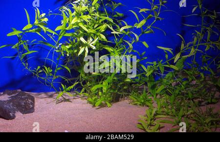 Süßwasser-Kaltwasseraquarium mit Common Water-Starwort, Callitriche stagnalis Stockfoto