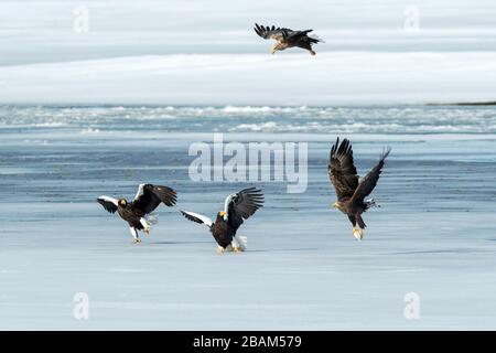 Steller's Seeadler und Weißwedel-Adler kämpfen über Fisch auf gefrorenem See, Hokkaido, Japan, majestätische Meerraptoren mit großen Krallen und Schnabel Stockfoto