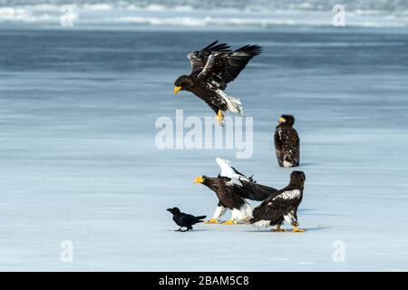 Zwei Steller Seeadler, die auf dem gefrorenen See über Fisch kämpfen, Hokkaido, Japan, majestätische Meerraptoren mit großen Krallen und Schnäbeln, Wildtierszene aus der Natur Stockfoto