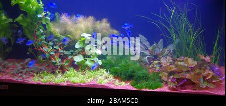 Süßwasseraquarium mit elektrischem blauem Widder (Mikrogeophagus ramirezi) Stockfoto