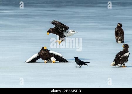 Zwei Steller Seeadler, die auf dem gefrorenen See über Fisch kämpfen, Hokkaido, Japan, majestätische Meerraptoren mit großen Krallen und Schnäbeln, Wildtierszene aus der Natur Stockfoto
