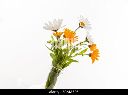 Gänseblümchen und Kamille frischer Bund isoliert vor weißem Hintergrund. Wildblumen, Kosmetik, pflanzliches Alternativmedizinkonzept Stockfoto