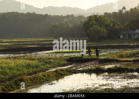 Ökologischer Landbau in Indien Stockfoto