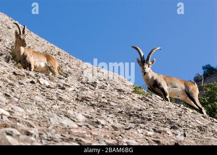 Cabra, Capra, Capra pyrenaica hispanica, Montserrat, Katalonien, Europa Stockfoto