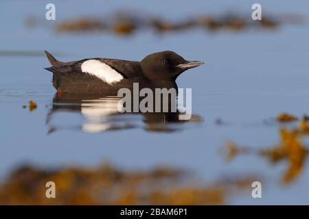 Ein adulter Brutgefieder Schwarzer Guillemot (Cepphos grylle arcticus) schwimmt im Meer an der Küste von Oban, Schottland, Großbritannien Stockfoto