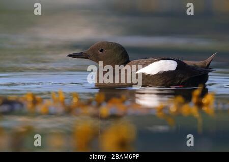 Ein adulter Brutgefieder Schwarzer Guillemot (Cepphos grylle arcticus) schwimmt im Meer an der Küste von Oban, Schottland, Großbritannien Stockfoto