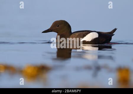 Ein adulter Brutgefieder Schwarzer Guillemot (Cepphos grylle arcticus) schwimmt im Meer an der Küste von Oban, Schottland, Großbritannien Stockfoto