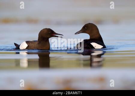 Ein Paar von erwachsenen Zuchtgefieder Black Guillemots (Cepphos grylle arcticus), die sich in Schottland, Großbritannien, der Balz-Aktivität frönen Stockfoto