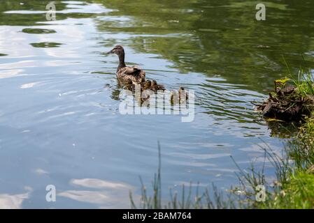 Ente mit kleinen Entenküken schwimmt auf dem Teich Stockfoto