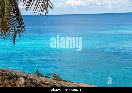 Leguane an einer Mauer auf Curacao mit Meer im Paradies im Hintergrund Stockfoto