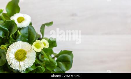 Weiße, in Gänseblümchen gehauste Blumen mit gelbem Herz auf lightem Holzhintergrund mit Kopierraum Stockfoto