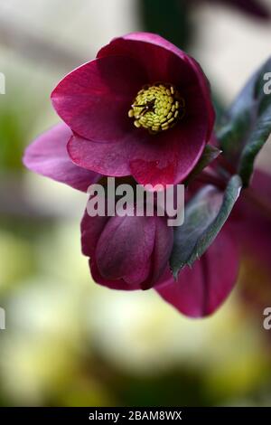 Hellebore Ice n Roses Rotes Brunello, Rubinrote Blüten, Blüte, Hellebore HGC Ice 'n Roses Rotes Brunello, Helleborus HGC INR, Helleborus x Glandorfensis Stockfoto