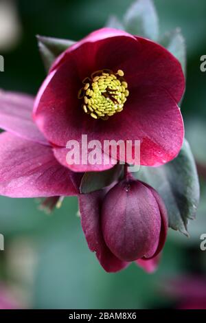 Hellebore Ice n Roses Rotes Brunello, Rubinrote Blüten, Blüte, Hellebore HGC Ice 'n Roses Rotes Brunello, Helleborus HGC INR, Helleborus x Glandorfensis Stockfoto