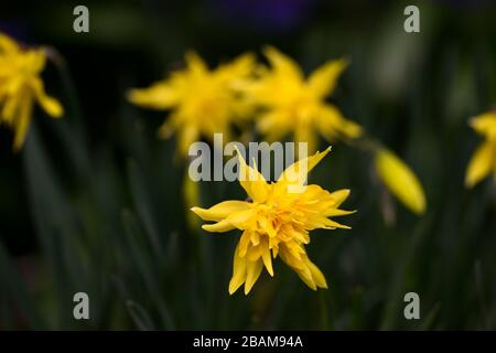 Narzisse Rip Van Winkle, gelbe Blumen, Blüte, Frühling, Narzissen, Narzissi, Garten, Kombination, RM-Blumenmuster Stockfoto