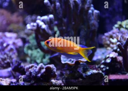 Sea goldie, Pseudanthias squamipinnis, auch bekannt als die Lyeinzelhandel Koralfisch, Lyeinzelhandel Anthias und Scalefin Anthias Stockfoto