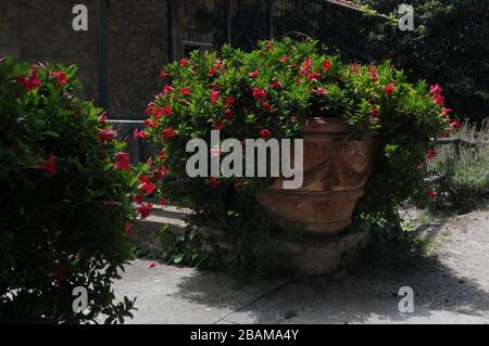 Haus, Hanbury Garden, 2016, La Mortola, Ventimiglia, Riviera dei Fiori, Italien. Stockfoto