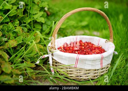 Frische reife, wilde Erdbeeren in süßem gewebtem Korb auf einem Gras auf dem Gras in der Nähe von Erdbeersträuchern. Gesunde organische Lebensmittel. Stockfoto