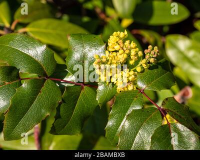 Gemeine Mahonia-Blume im Park Stockfoto