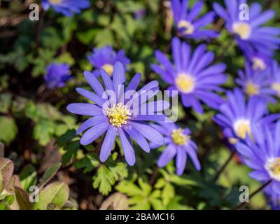 Balkan-Anemone Anemone-Panda blüht im Frühjahr im Garten Stockfoto