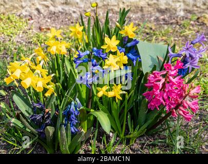 Bunte Blumen im Frühling Hintergrund Stockfoto