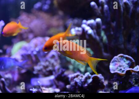 Sea goldie, Pseudanthias squamipinnis, auch bekannt als die Lyeinzelhandel Koralfisch, Lyeinzelhandel Anthias und Scalefin Anthias Stockfoto