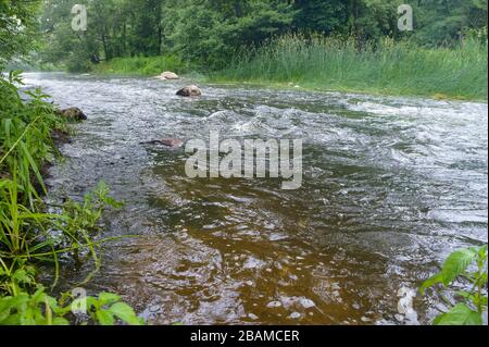 Flache Roaring River, flacher sauberer Fluss im Sommer Stockfoto