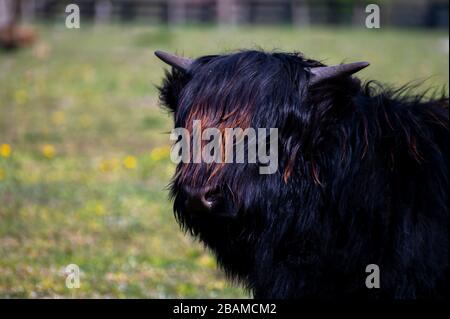 Junge schwarz behaarte Highland-Rinderkuh aus Schottland Stockfoto